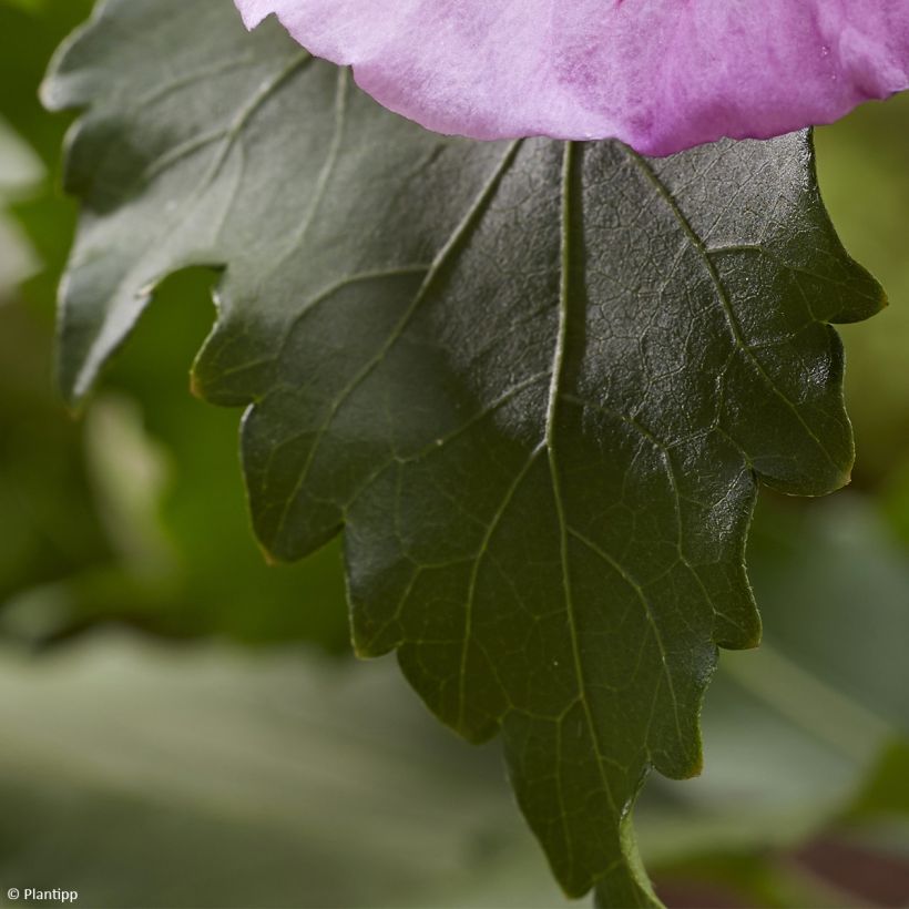 Hibiscus syriacus Flower Tower Purple - Ibisco (Foliage)