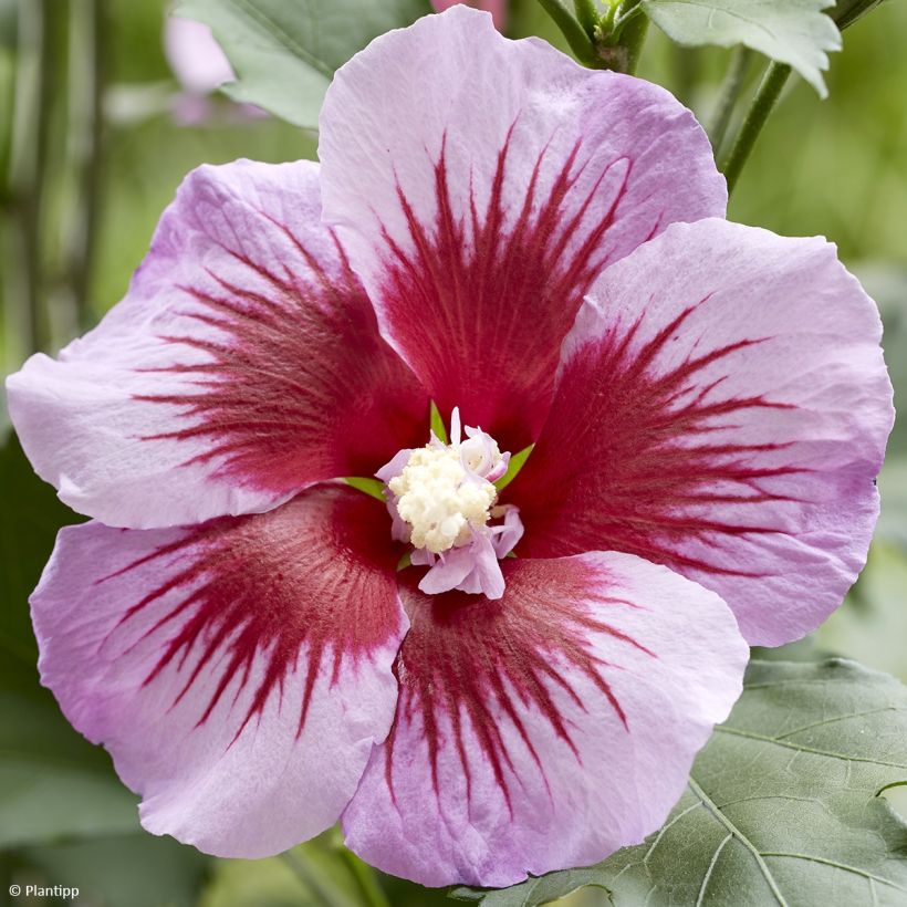 Hibiscus syriacus Flower Tower Purple - Ibisco (Flowering)