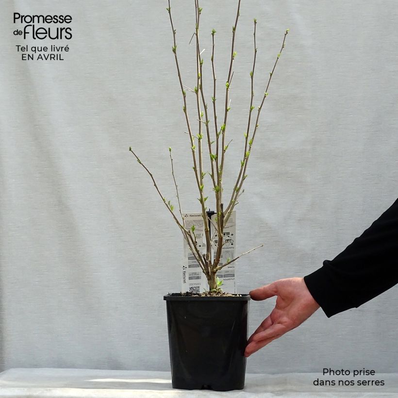 Example of Hibiscus syriacus French Cabaret Pastel - Ibisco Vaso da 3L/4L as you get in printemps