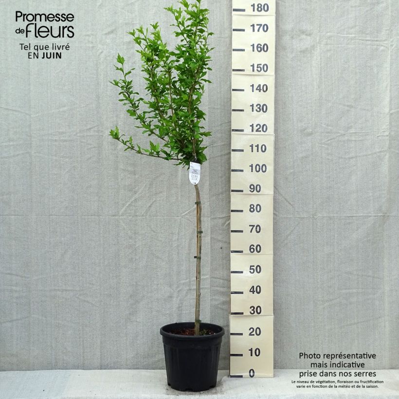 Example of Hibiscus syriacus Hamabo - Ibisco Vaso da 7,5L/10L, Vaso impalcato medio as you get in printemps