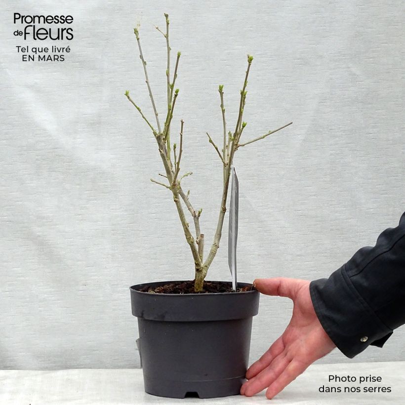 Example of Hibiscus syriacus Hamabo - Ibisco Vaso da 3L/4L as you get in printemps