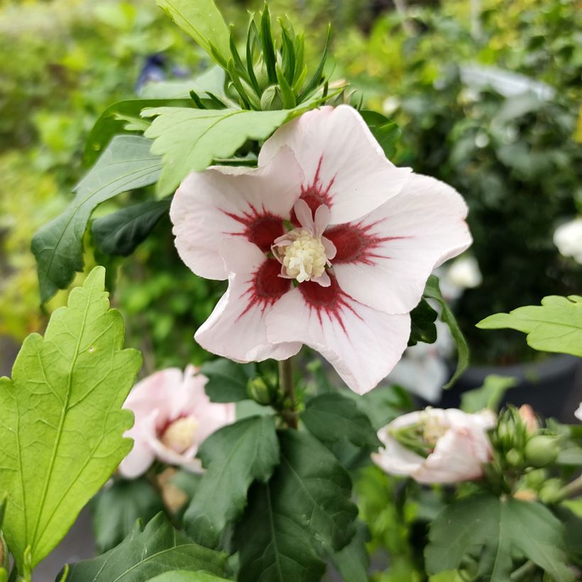 Hibiscus syriacus Hamabo - Ibisco (Flowering)