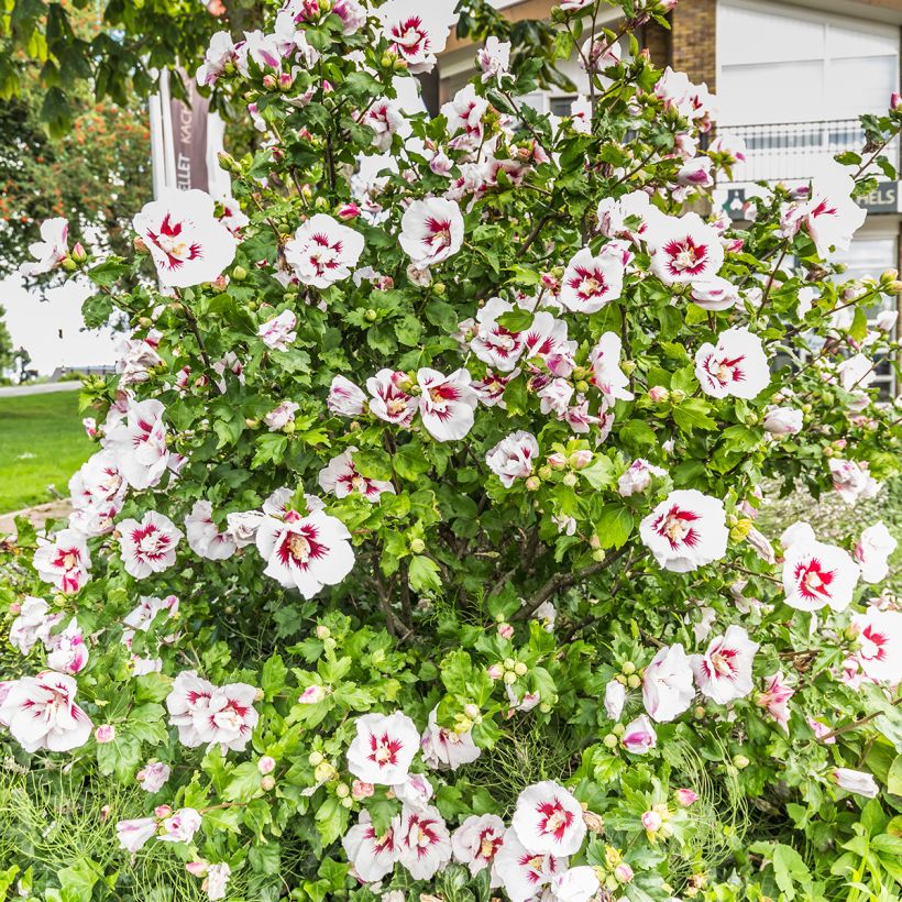 Hibiscus syriacus Hamabo - Ibisco (Plant habit)