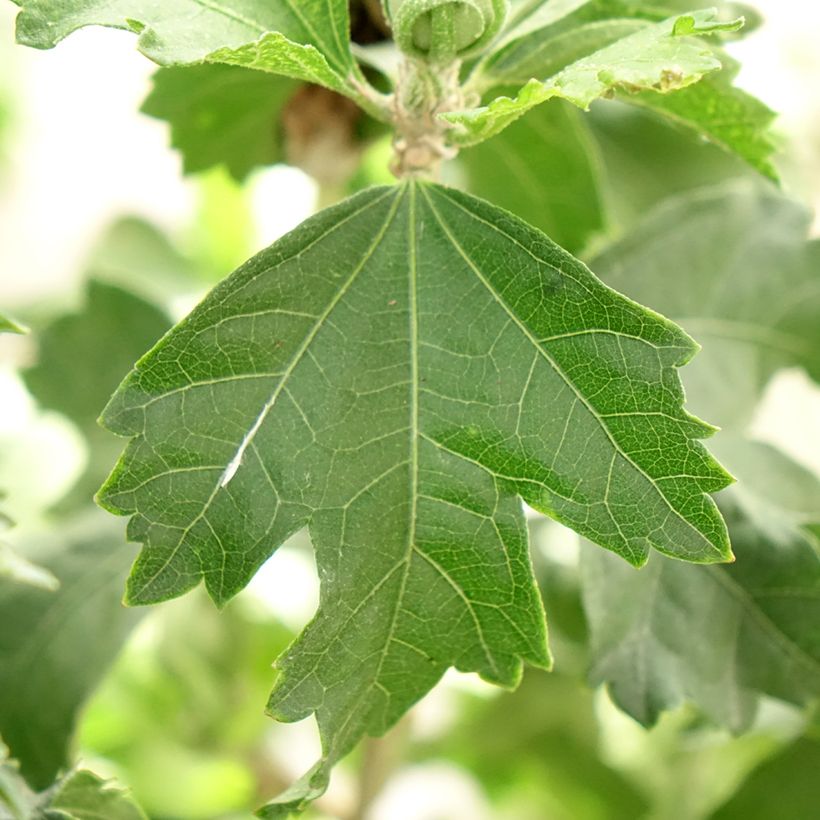 Hibiscus syriacus Hibisa Blanco - Ibisco (Foliage)