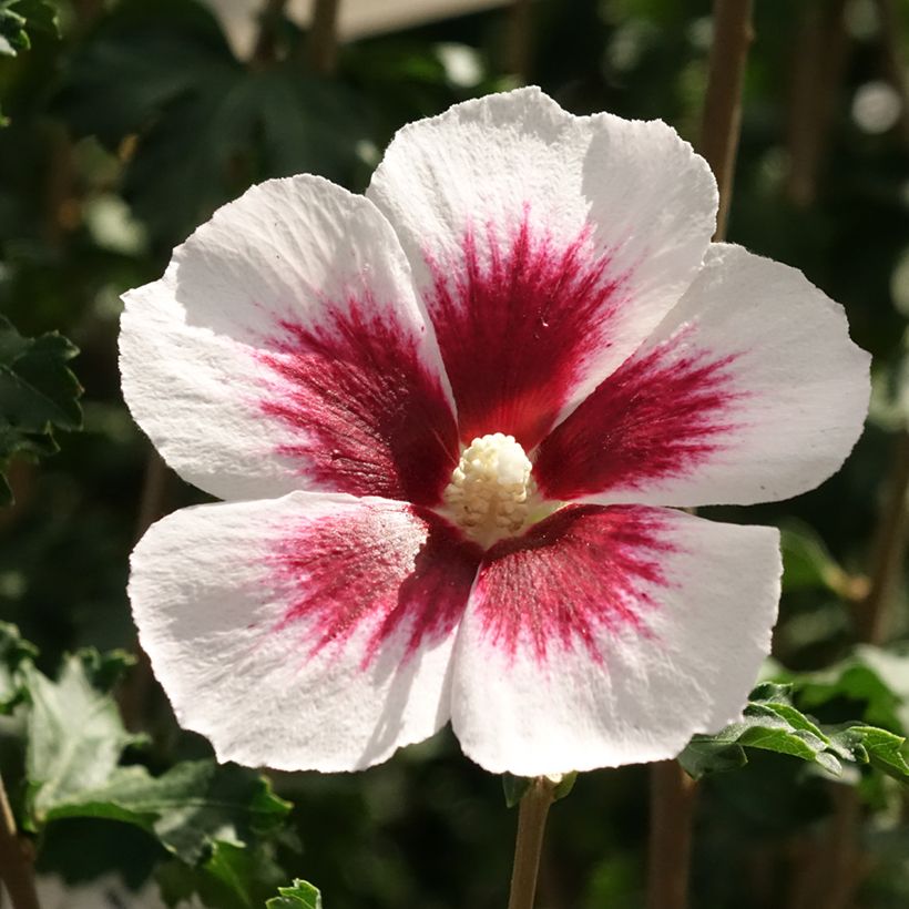 Hibiscus syriacus Hibisa Blanco - Ibisco (Flowering)