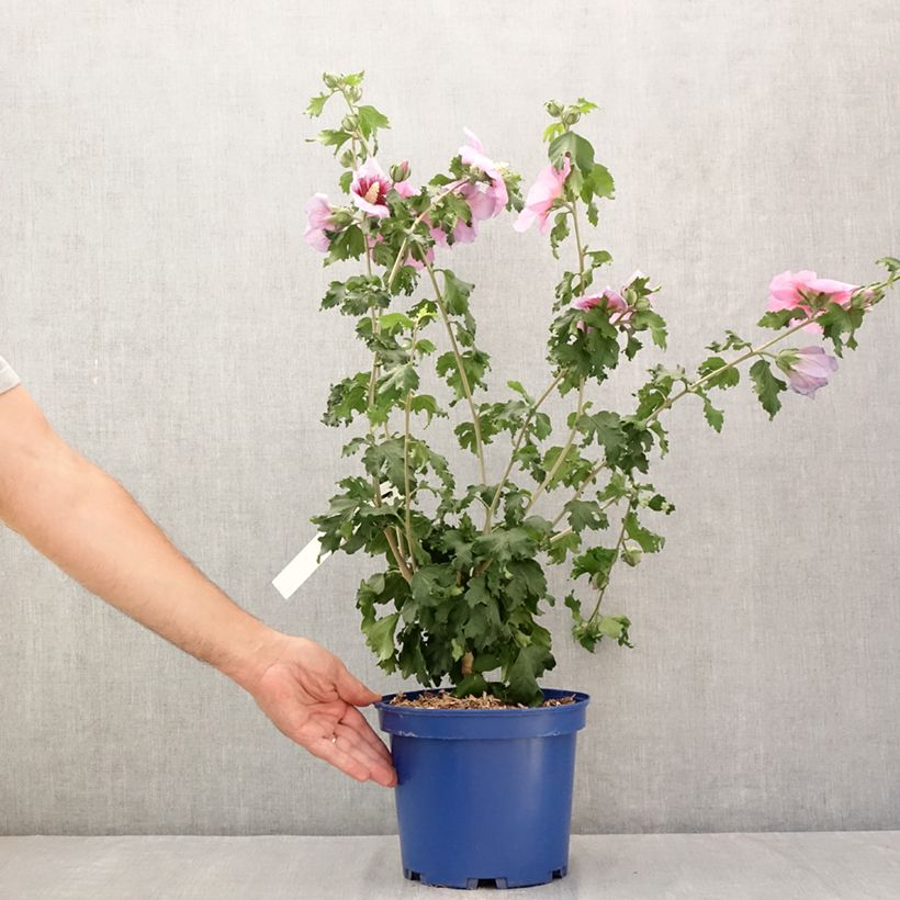 Example of Hibiscus syriacus Hibisa Cocktail - Ibisco Vaso da 3L/4L as you get in ete