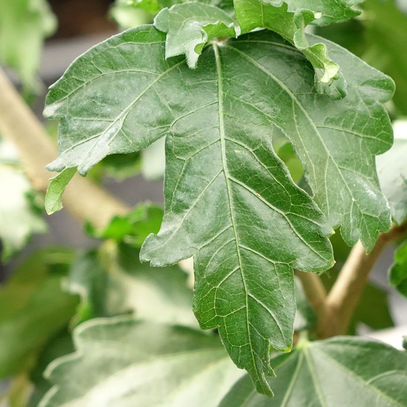 Hibiscus syriacus Hibisa Cocktail - Ibisco (Foliage)