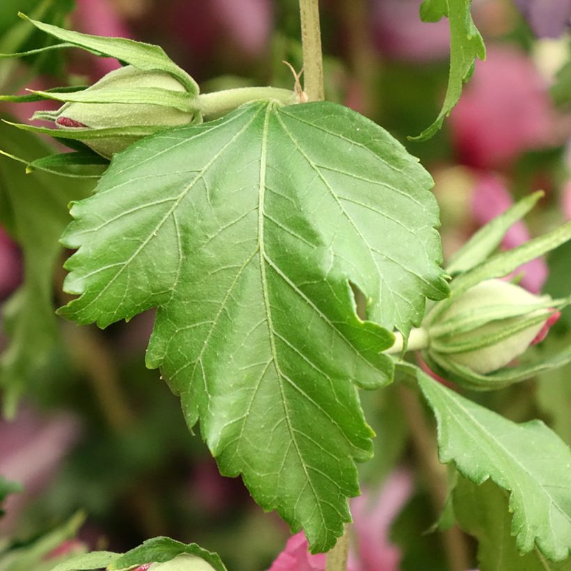 Hibiscus syriacus Hibisa Rosada - Ibisco (Fogliame)