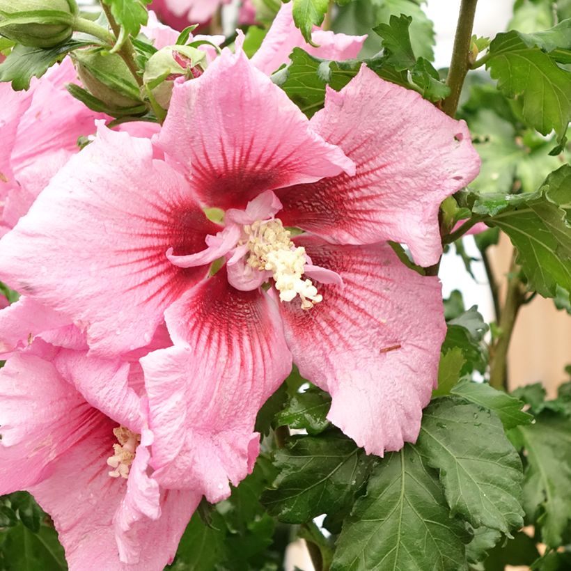 Hibiscus syriacus Hibisa Rosada - Ibisco (Fioritura)