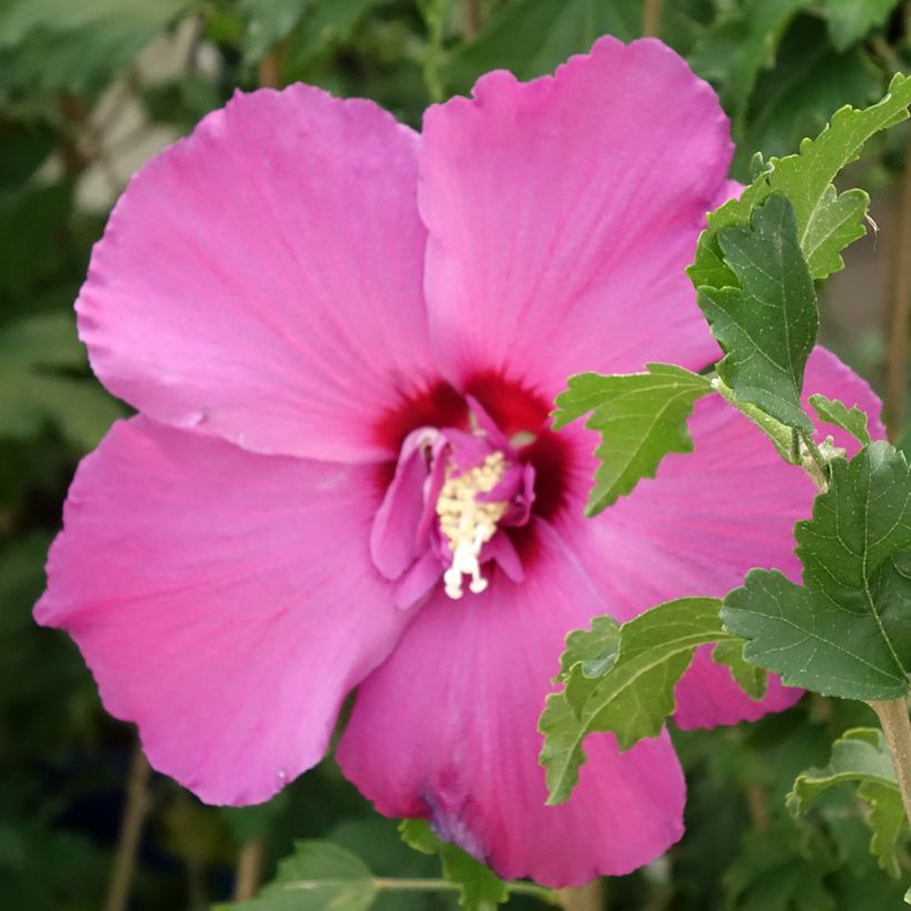 Hibiscus syriacus Hibisa Sangria - Ibisco (Fioritura)
