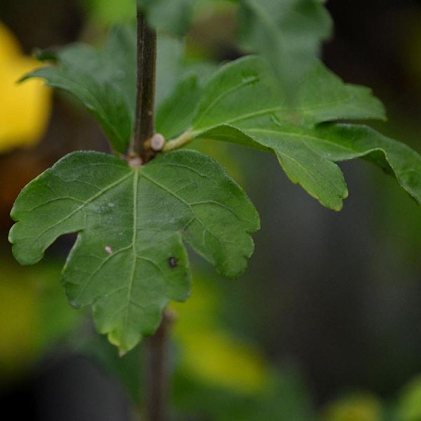 Hibiscus syriacus Lady Stanley - Ibisco (Foliage)