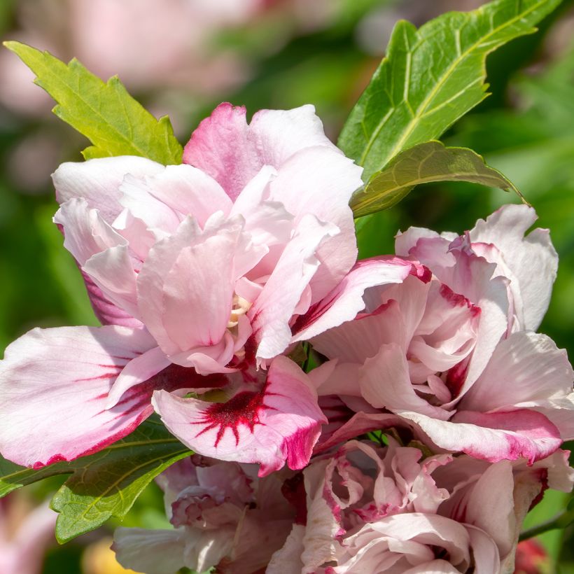 Hibiscus syriacus Lady Stanley - Ibisco (Flowering)