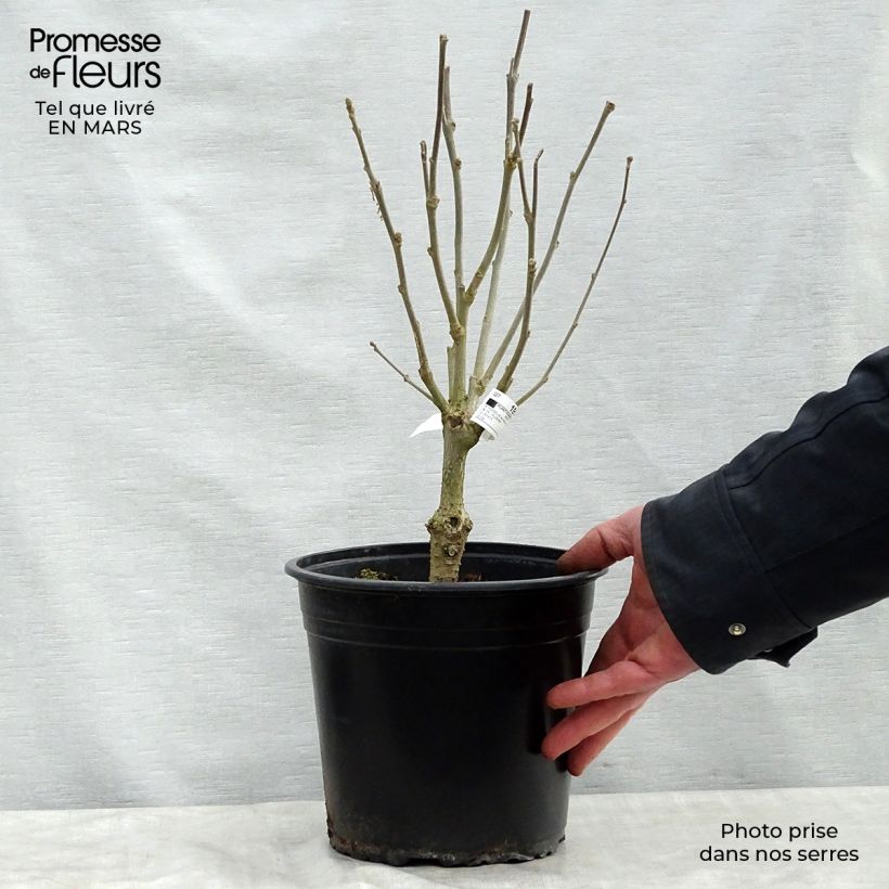 Hibiscus syriacus Lavender Chiffon - Ibisco Vaso da 3L/4L esemplare consegnato in primavera