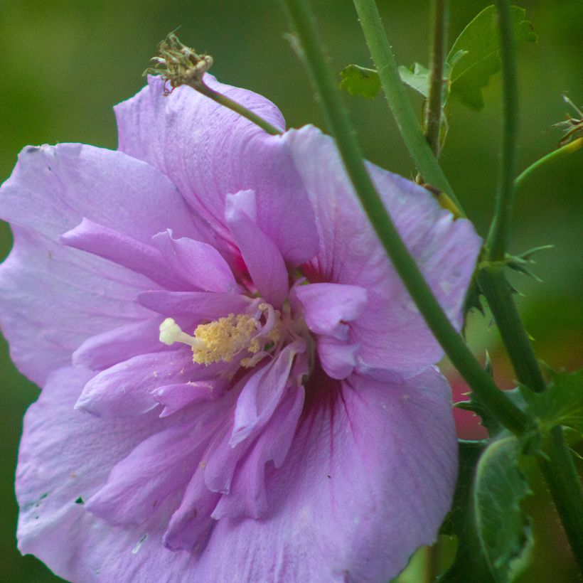 Hibiscus syriacus Lavender Chiffon - Ibisco (Fioritura)