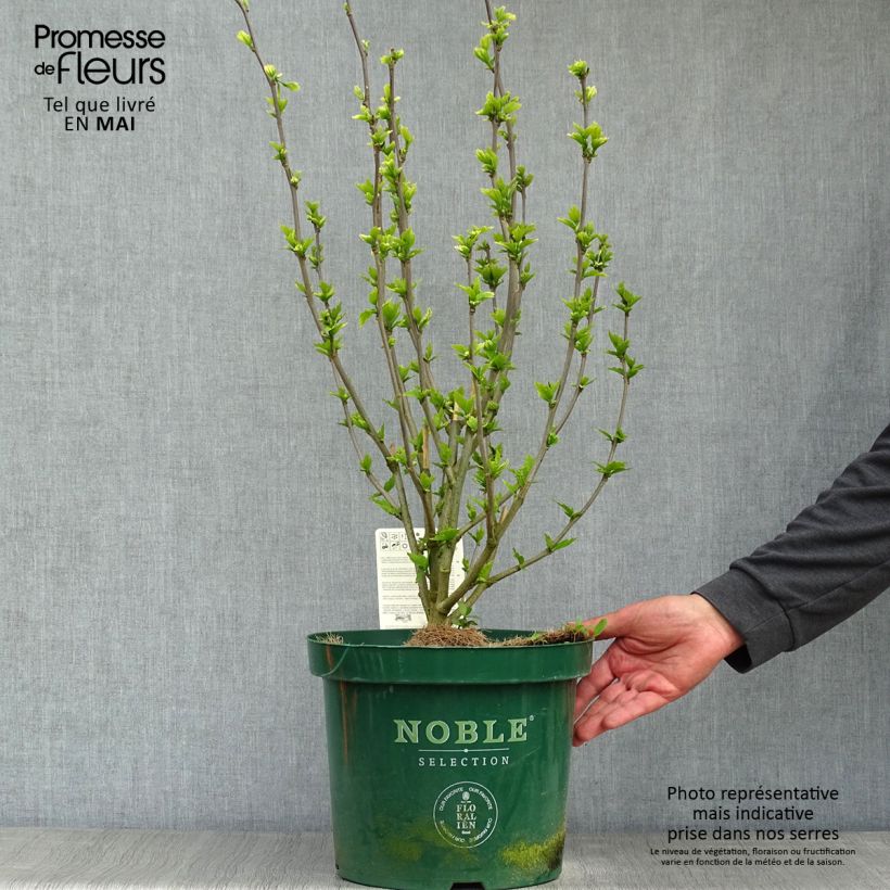 Hibiscus syriacus Lavender Chiffon - Ibisco Vaso da 6L/7L esemplare consegnato in primavera