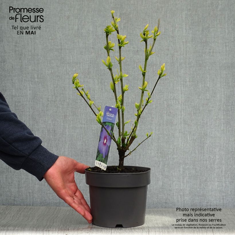 Example of Hibiscus syriacus Marina - Ibisco Vaso da 2L/3L as you get in printemps