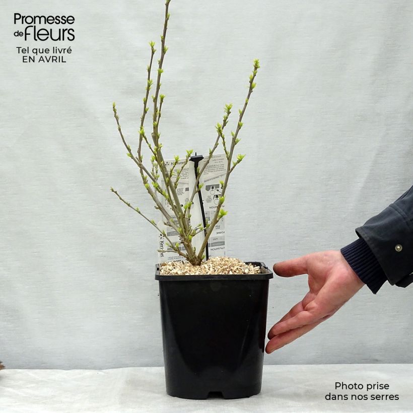 Example of Hibiscus syriacus Pink Chiffon - Ibisco Vaso da 3L/4L as you get in printemps