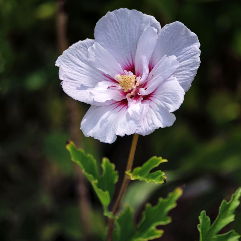 Hibiscus syriacus Pink Chiffon - Ibisco (Flowering)