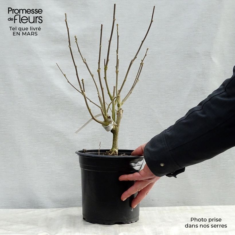 Example of Hibiscus syriacus Pinky Spot - Ibisco Vaso da 4L/5L as you get in printemps