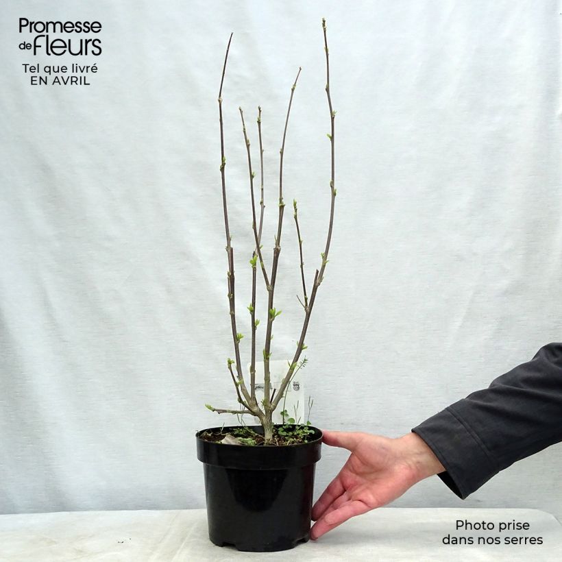 Hibiscus syriacus Shintaeyang - Ibisco Vaso da 3L/4L esemplare consegnato in primavera