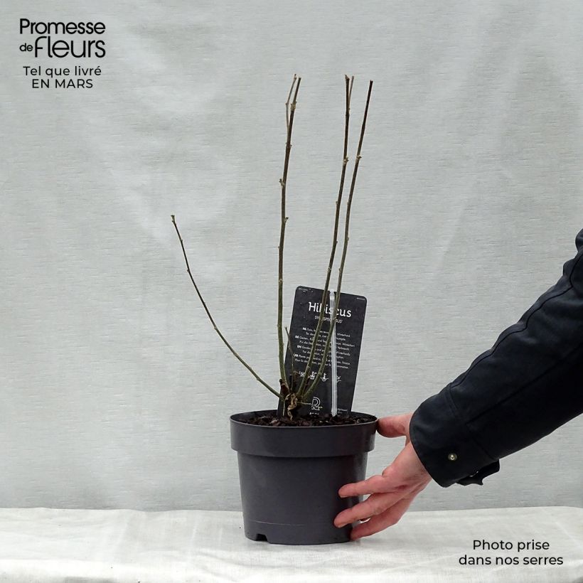 Hibiscus syriacus Speciosus - Ibisco Vaso da 2L/3L esemplare consegnato in primavera