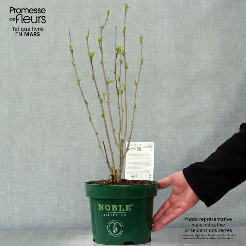 Example of Hibiscus syriacus Starburst Chiffon - Ibisco Vaso da 3L/4L as you get in printemps