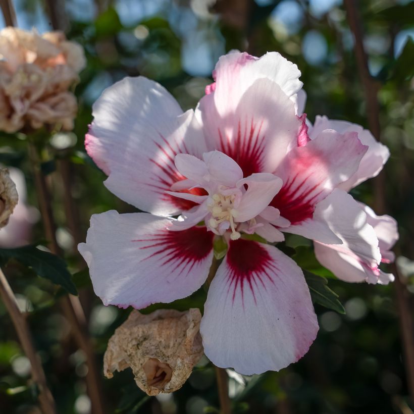 Hibiscus syriacus Starburst Chiffon - Ibisco (Flowering)