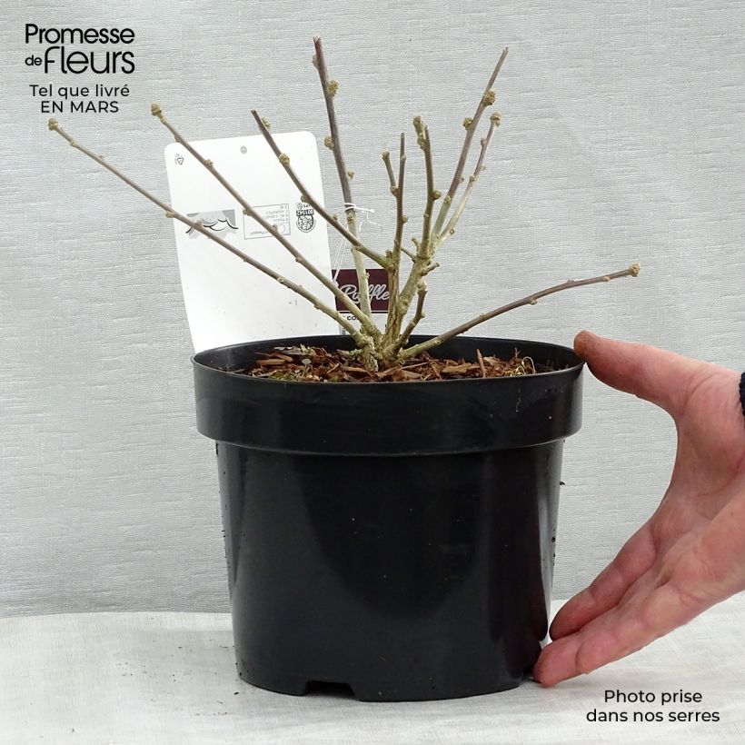 Hibiscus syriacus Summer Ruffle - Ibisco Vaso da 3L/4L esemplare consegnato in primavera