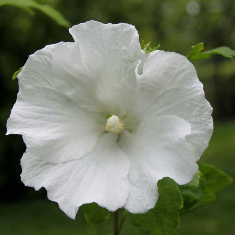 Hibiscus syriacus Totus Albus - Ibisco (Flowering)