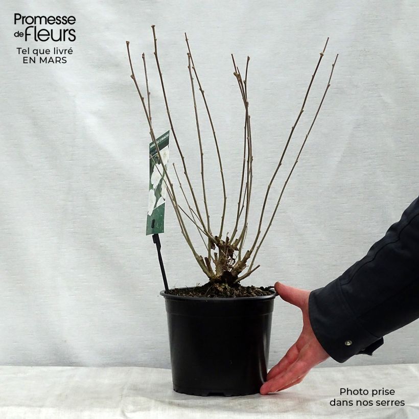 Example of Hibiscus syriacus Totus Albus - Ibisco Vaso da 2L/3L as you get in printemps