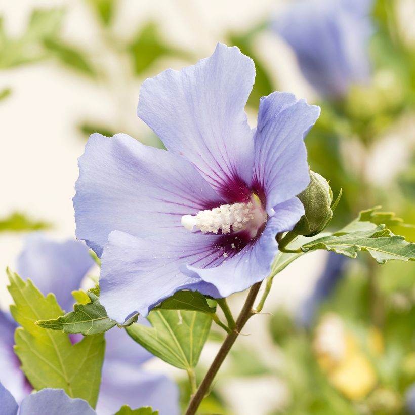 Hibiscus syriacus Ultramarine - Ibisco (Flowering)