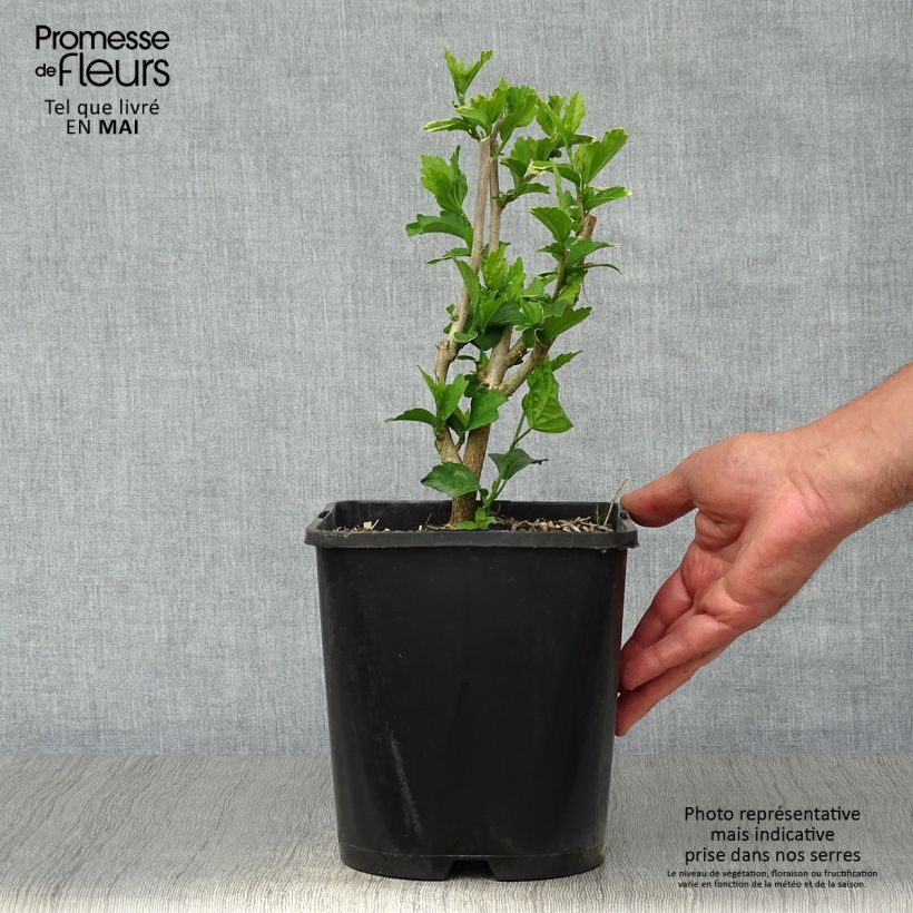 Example of Hibiscus syriacus Ultramarine - Ibisco Vaso da 3L/4L as you get in printemps