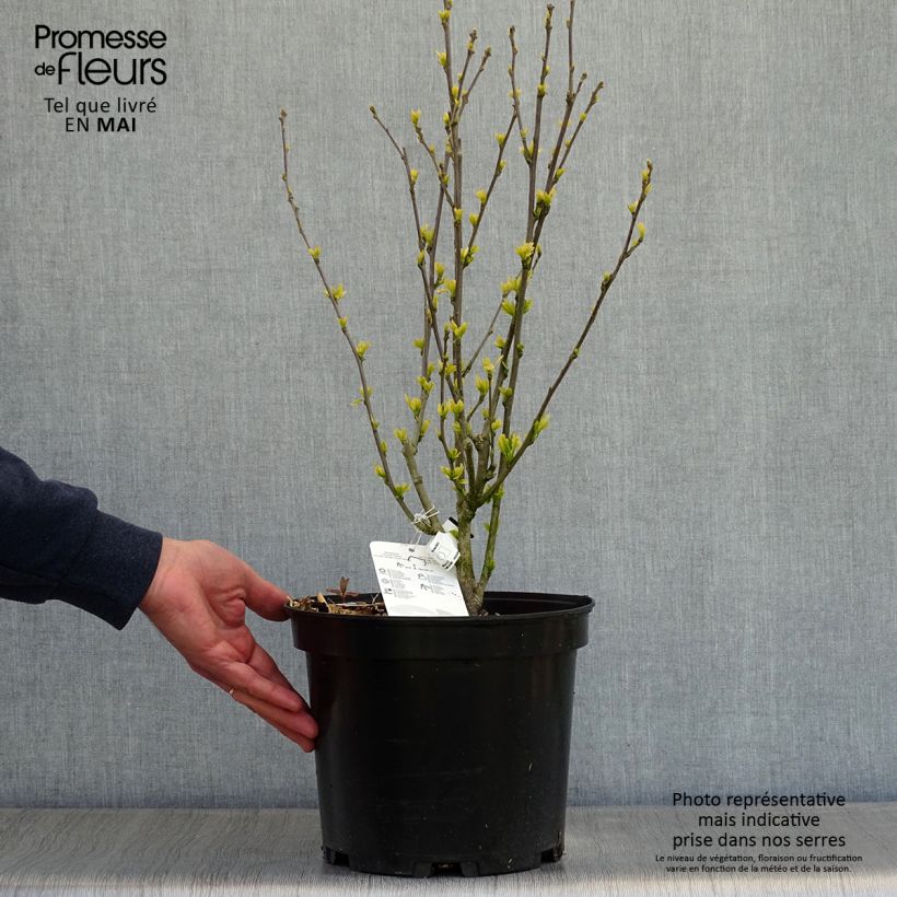 Example of Hibiscus syriacus Ultramarine - Ibisco Vaso da 7,5L/10L as you get in printemps