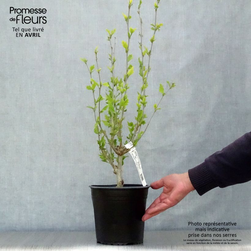 Example of Hibiscus syriacus White Chiffon - Ibisco Vaso da 2L/3L as you get in printemps