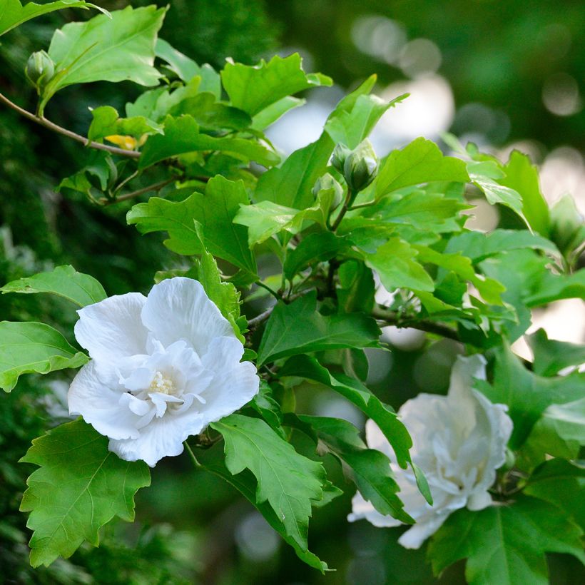 Hibiscus syriacus White Chiffon - Ibisco (Foliage)