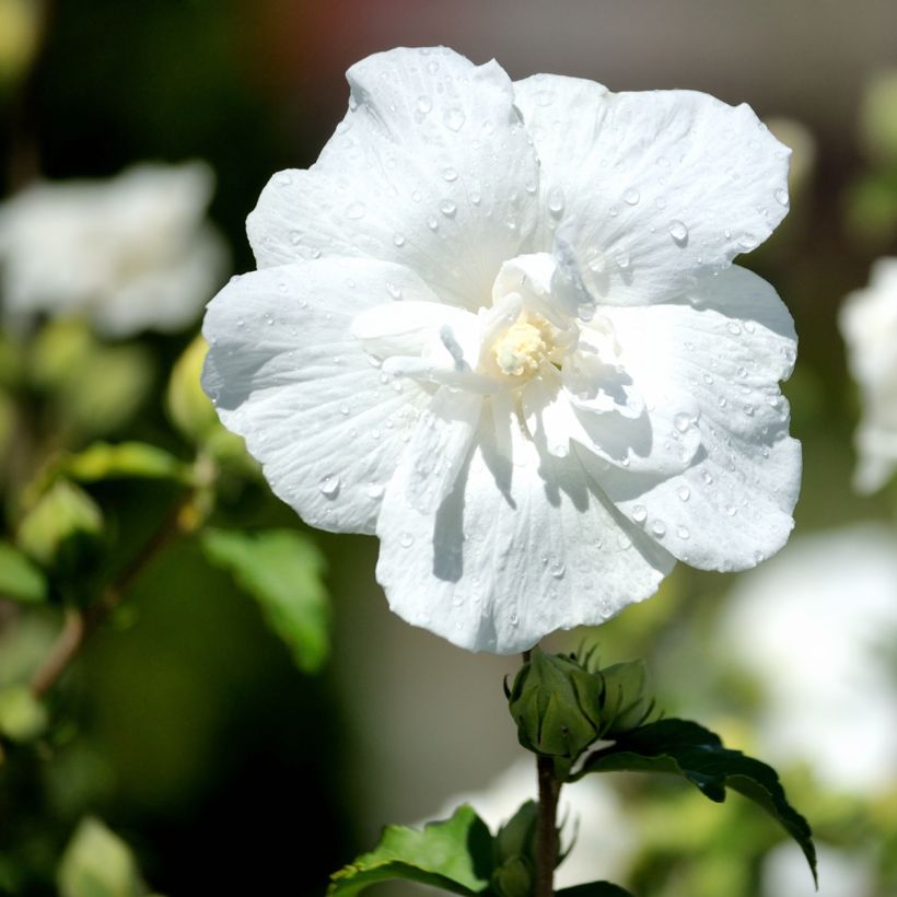 Hibiscus syriacus White Chiffon - Ibisco (Flowering)
