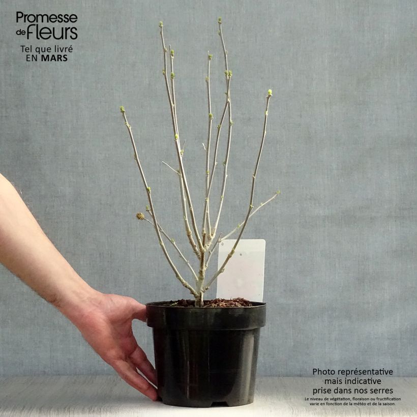 Hibiscus syriacus Woodbridge - Ibisco Vaso da 2L/3L esemplare consegnato in primavera