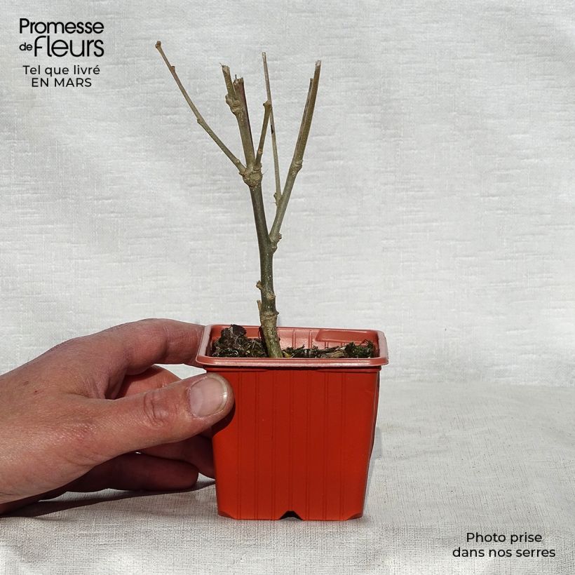 Hibiscus syriacus Woodbridge - Ibisco Vasetto da 8/9 cm esemplare consegnato in primavera