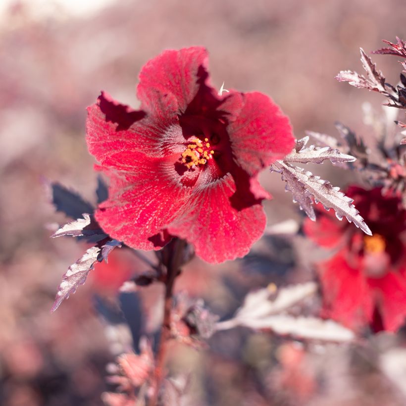 Hibiscus acetosela Mahogany Splendor (semi) - Ibisco rosso (Fioritura)
