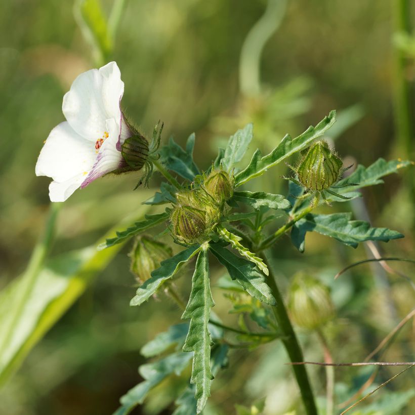 Hibiscus trionum - Ibisco vescicoso (Fogliame)