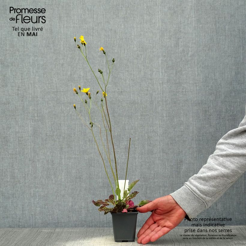 Hieracium maculatum - Sparviere maculato Vasetto da 8/9 cm esemplare consegnato in primavera