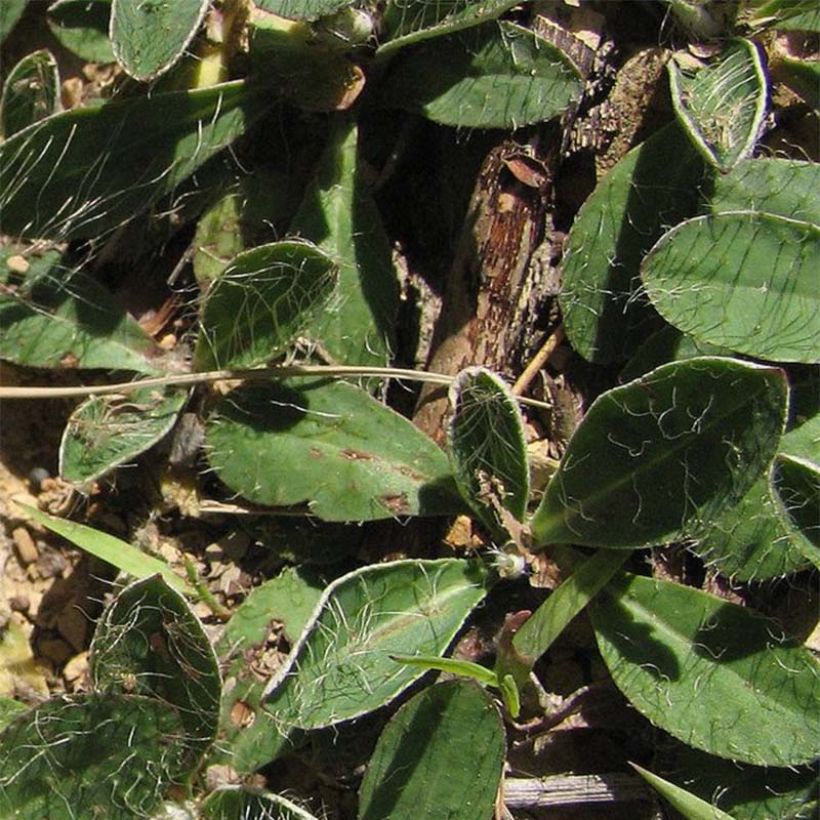 Hieracium pilosella - Sparviere pelosetto (Foliage)