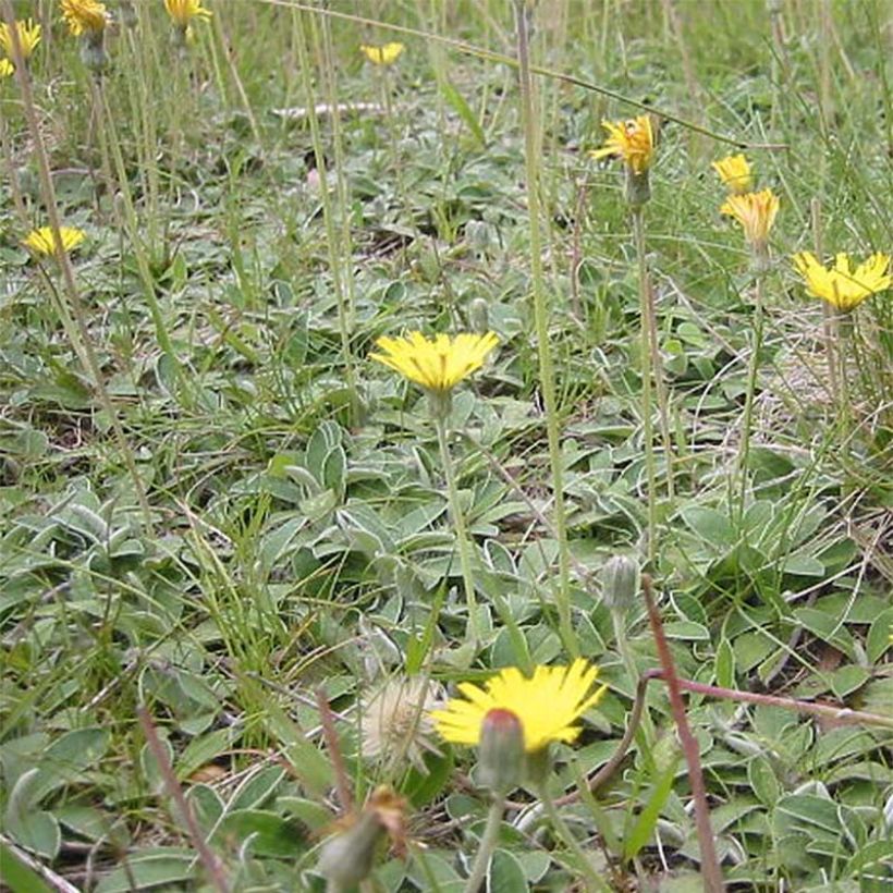 Hieracium pilosella - Sparviere pelosetto (Plant habit)