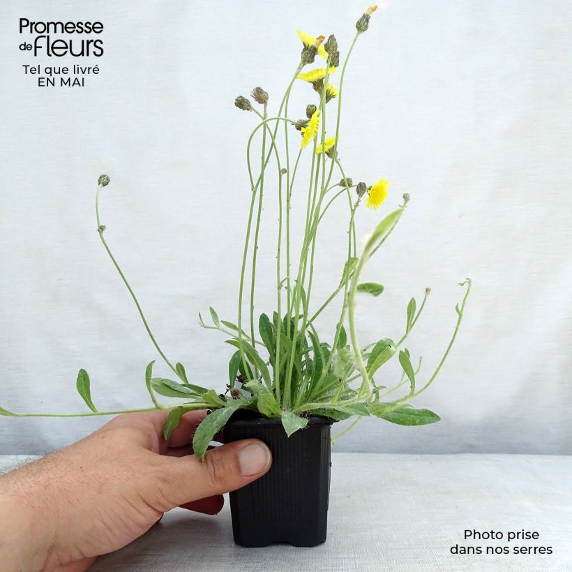 Example of Hieracium pilosella - Sparviere pelosetto Vasetto da 8/9 cm as you get in printemps