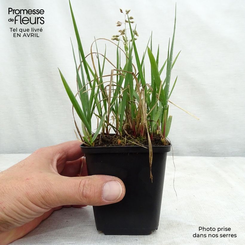 Hierochloe odorata - Erba del bisonte Vasetto da 8/9 cm esemplare consegnato in primavera