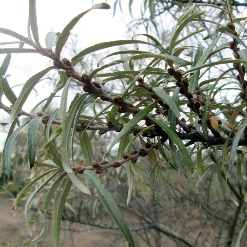 Hippophae rhamnoides - Olivello spinoso (Fogliame)