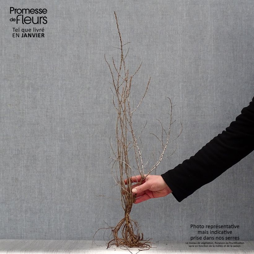 Hippophae rhamnoides - Olivello spinoso Piante piccole a radice nuda esemplare consegnato in inverno