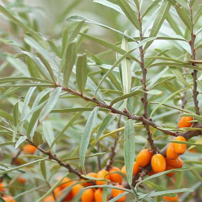 Hippophae rhamnoides Friesdorfer Orange - Olivello spinoso (Foliage)