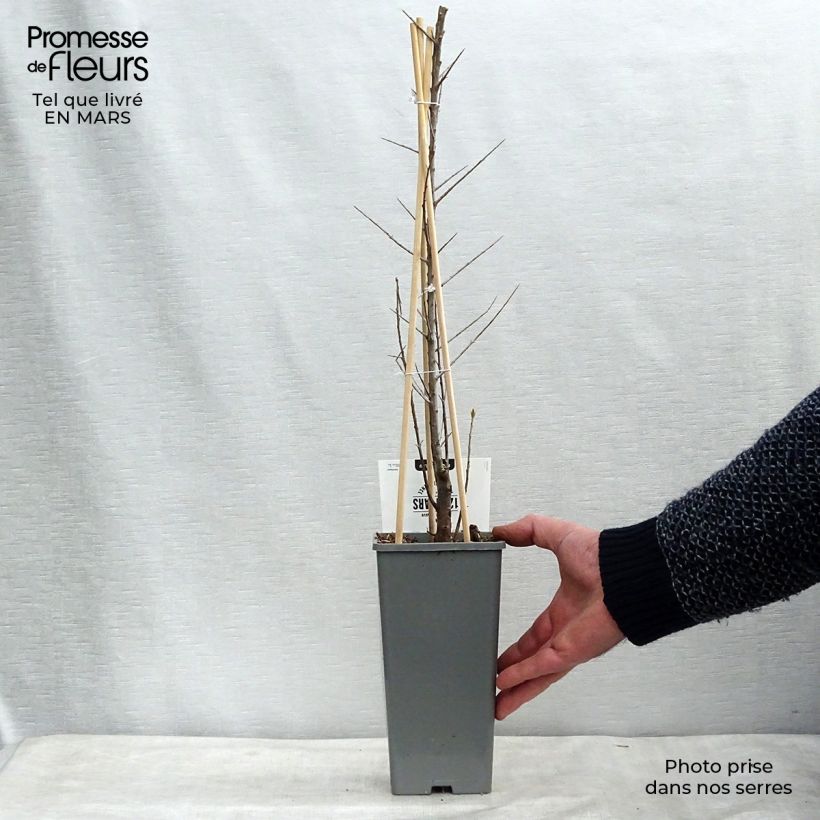 Example of Hippophae rhamnoides Friesdorfer Orange - Olivello spinoso Vaso da 1,5L/2L as you get in printemps