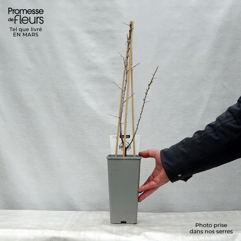 Example of Hippophae rhamnoides Leikora - Olivello spinoso Vaso da 1,5L/2L as you get in printemps